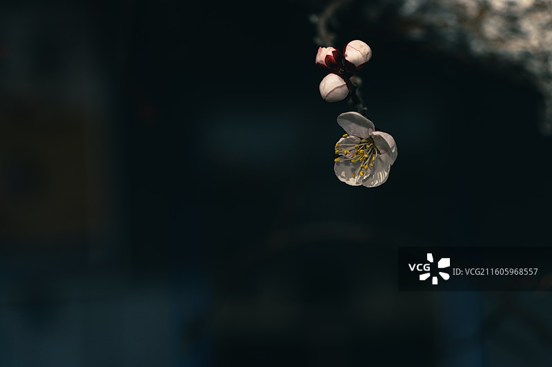 花瓣上的独白图片素材