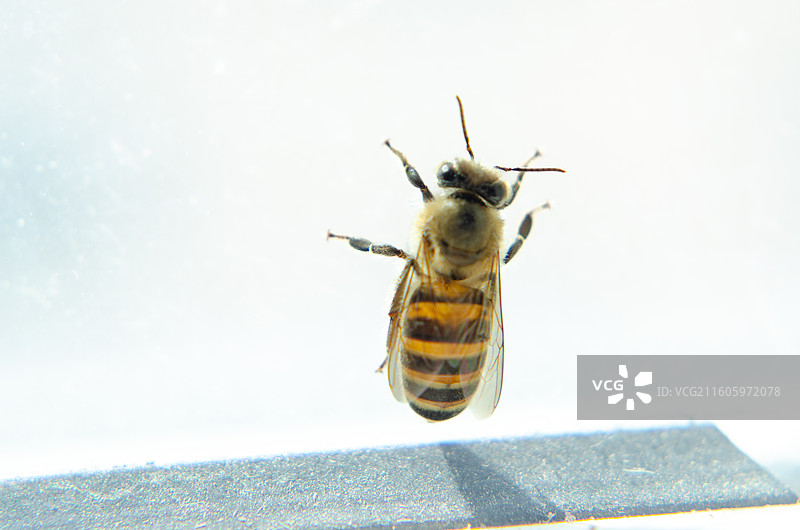 微距特写蜜蜂图片素材