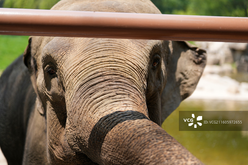 动物园里的大象图片素材