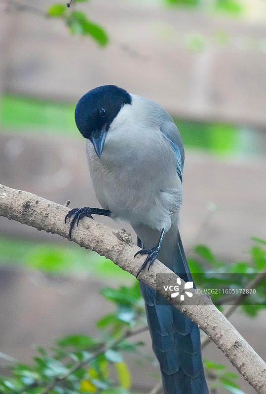 灰喜鹊肖像图片素材
