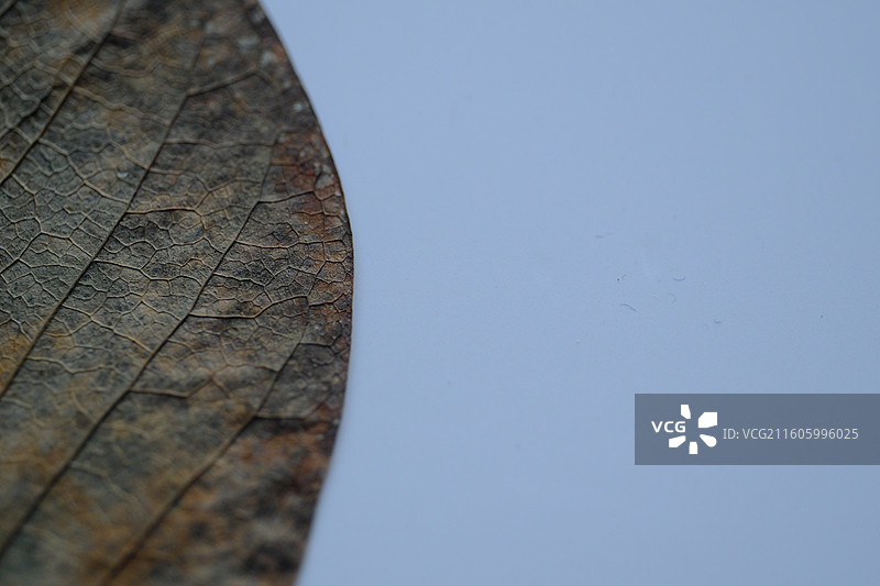 白色背景下的黄叶红叶枯叶落叶。叶脉叶子背景图设计素材壁纸图片素材