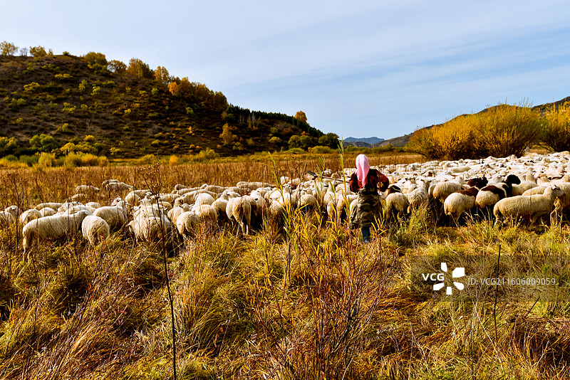 乌兰布统的秋日图片素材
