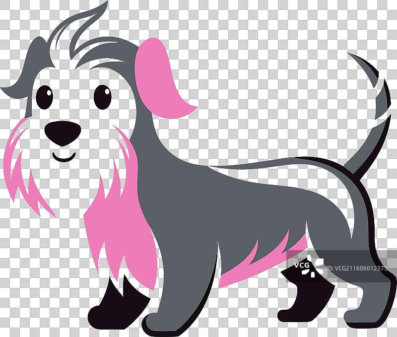 丹迪迪蒙特梗犬，可爱地散步图片素材