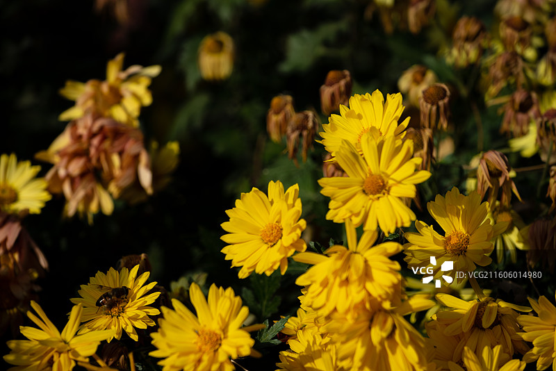 五彩斑斓的精美菊花图片素材