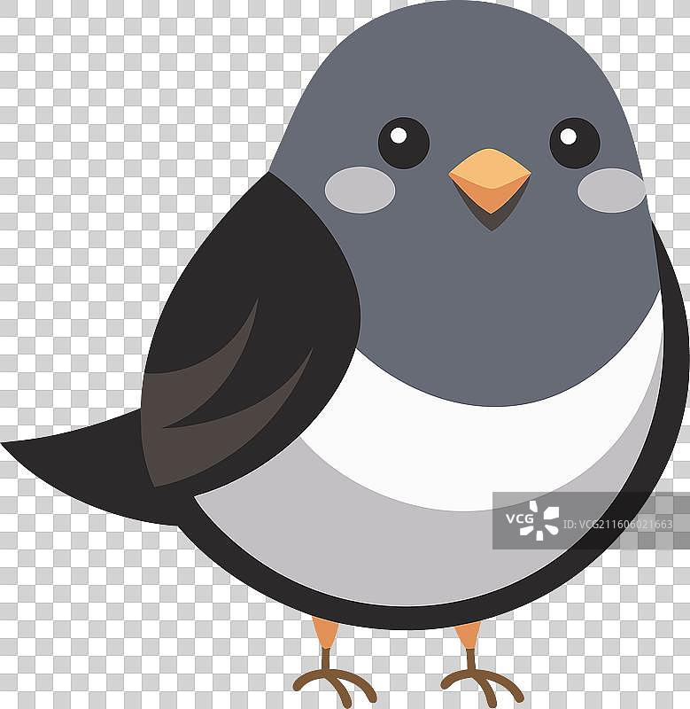 黑眼灯草鹪鹩鸟，萌萌哒图片素材