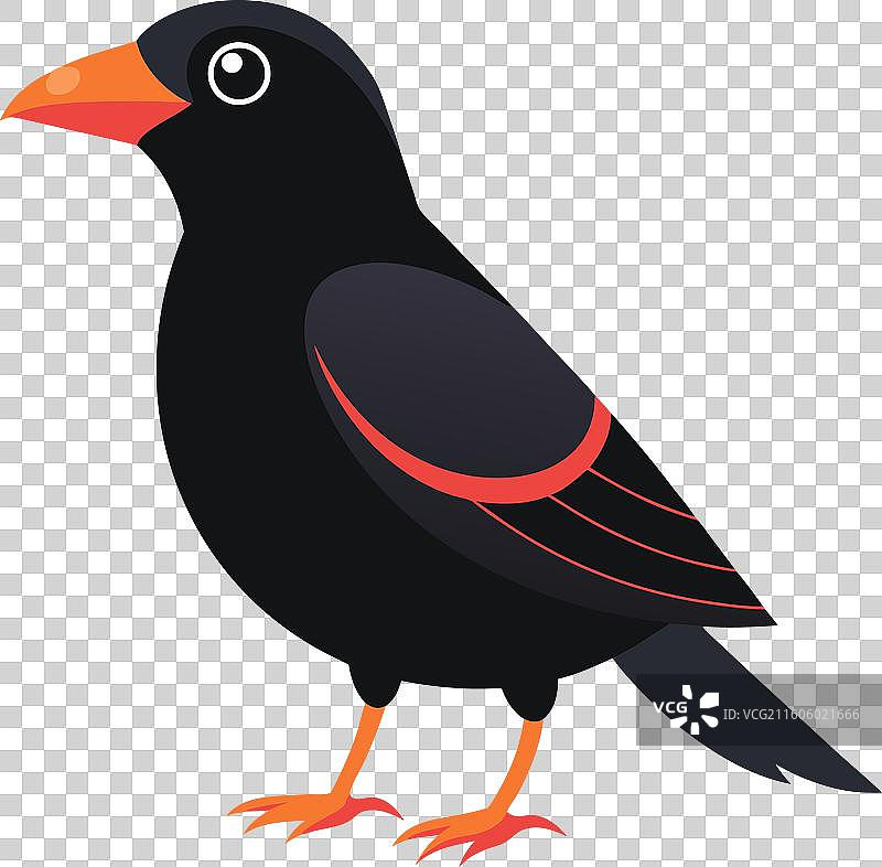 黑眼灯草鹪鹩跳跃，可爱图片素材