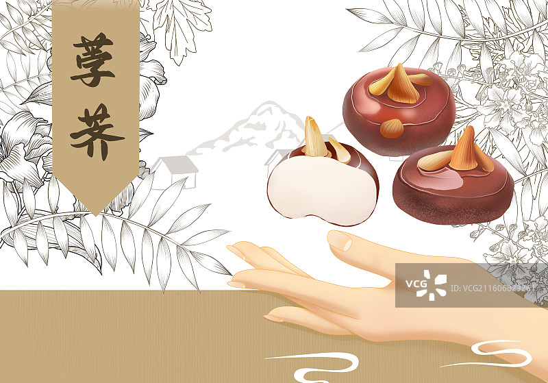 荸荠横板插画图片素材