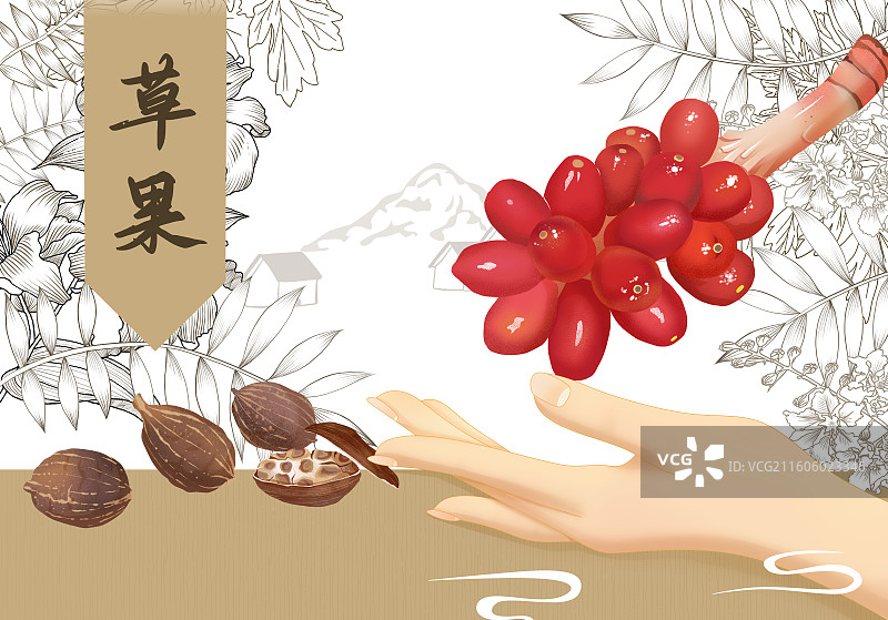 草果横板插画图片素材