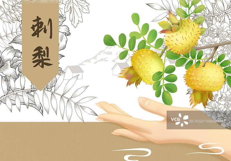 刺梨横板插画图片素材