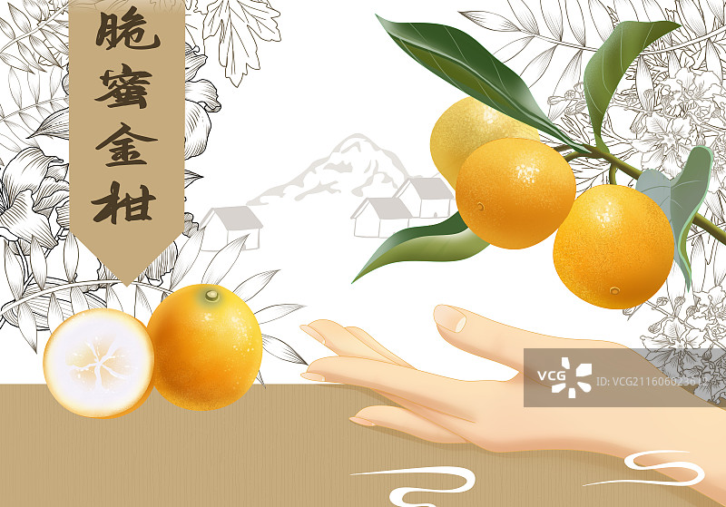脆蜜金柑横板插画图片素材