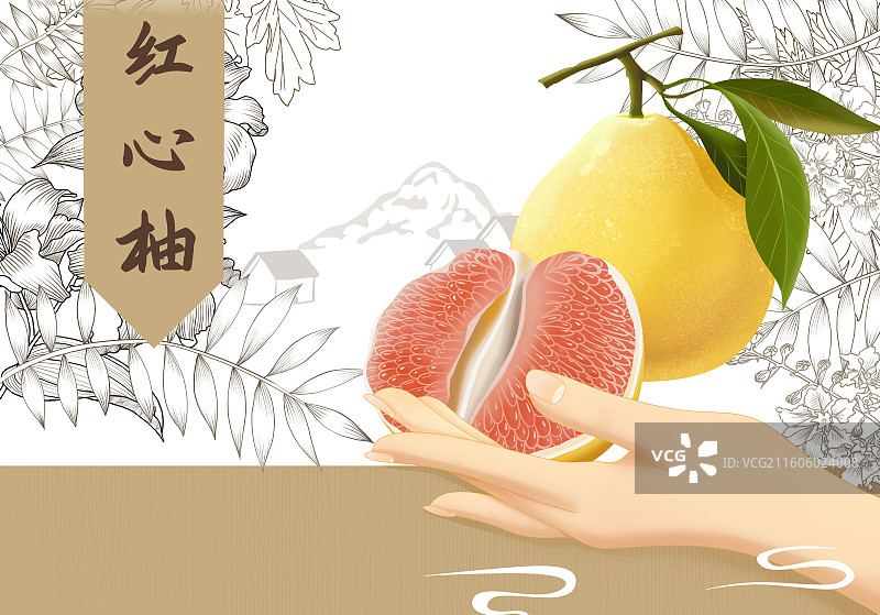 红心柚横板插画图片素材