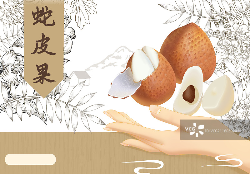 蛇皮果横板插画图片素材