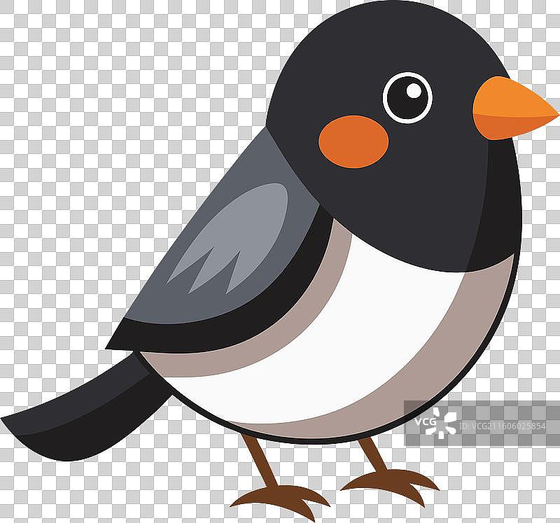 黑眼灯草鹪鹩，可爱图片素材