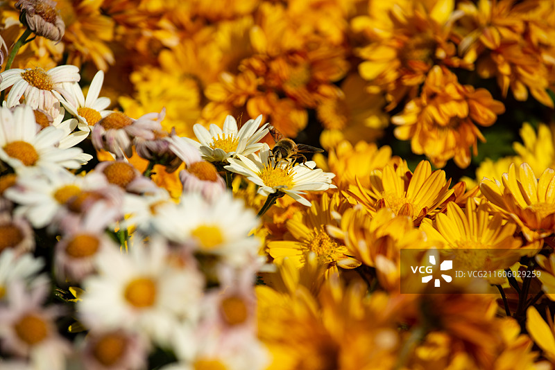 五彩斑斓的精美菊花图片素材