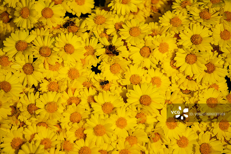 花儿与蜜蜂图片素材