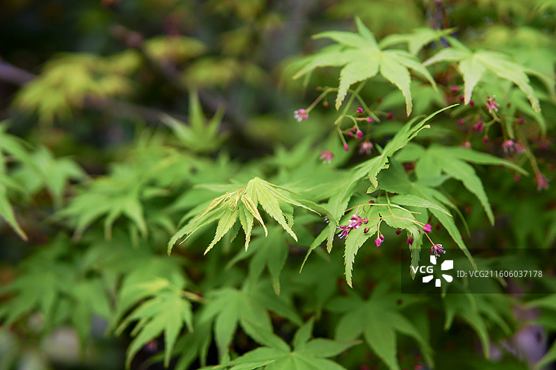 一组绿色的枫叶景色特写，中式意境，拍摄于南通啬园图片素材