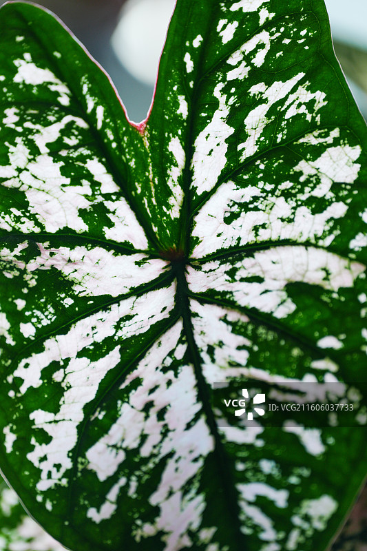 热带植物彩叶芋的叶片图片素材