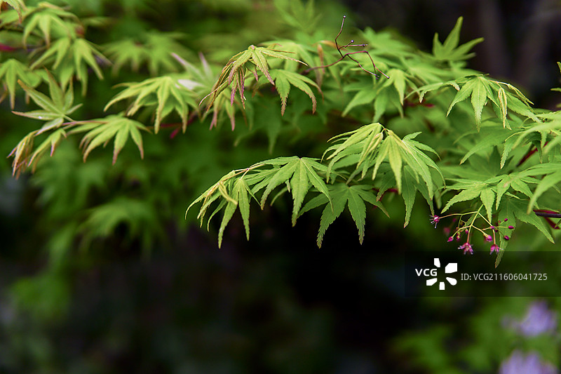 一组绿色的枫叶景色特写，中式意境，拍摄于南通啬园图片素材