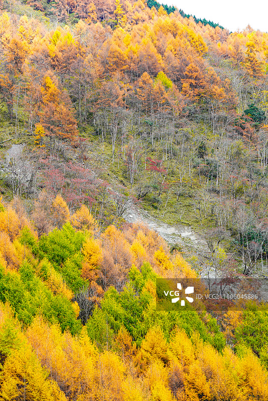 四川卧龙镇甘海子图片素材