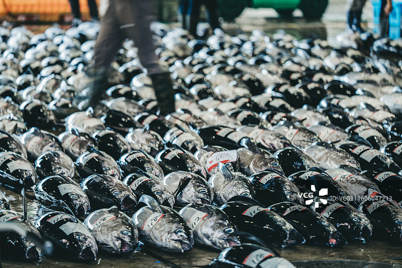 纪伊金枪鱼拍卖市场图片素材