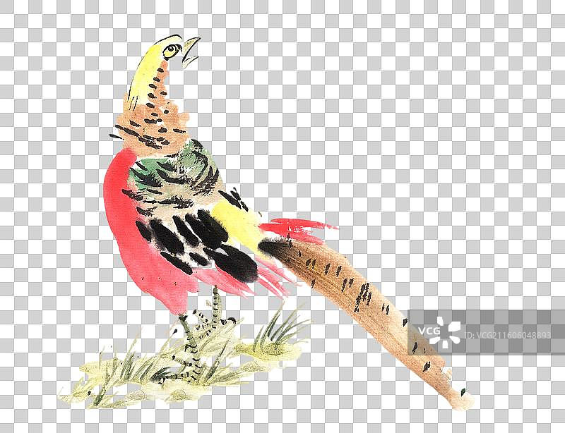 锦鸡 吉祥 国画 鸟图片素材