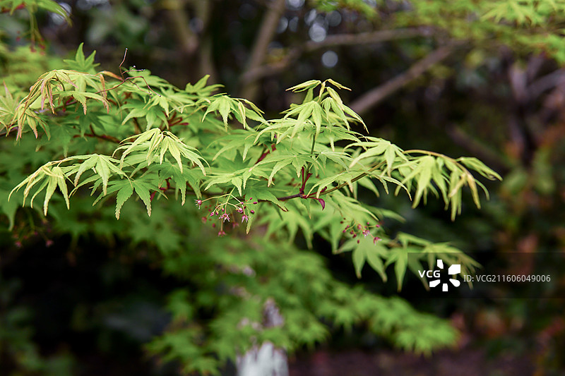 一组绿色的枫叶景色特写，中式意境，拍摄于南通啬园图片素材