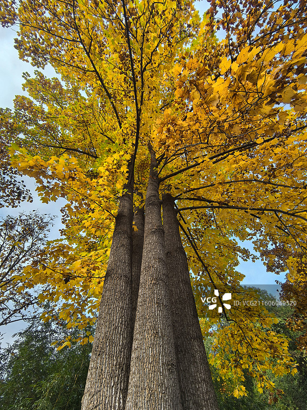一棵一根四颗的巨大鹅掌楸，似四个兄弟紧紧依偎在一起，金黄的鹅掌叶挂满枝头鹅掌楸图片素材