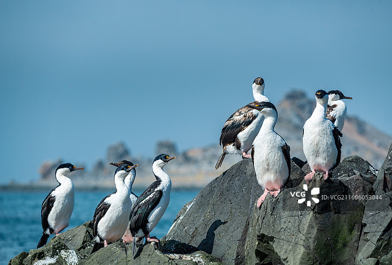 南极乔治王岛，岩石上站立着一群蓝眼鸬鹚图片素材