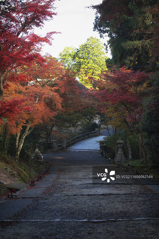 日本滋贺县日吉大社的秋季风光图片素材