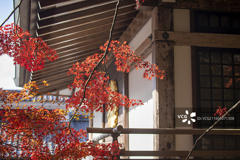 日本京都大原三千院的秋季风光图片素材