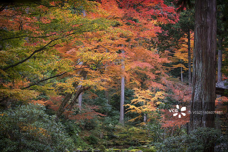 日本京都大原三千院的秋季风光图片素材