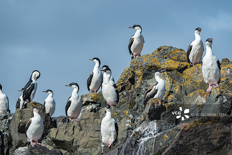 南极乔治王岛，岩石上站立着一群蓝眼鸬鹚图片素材