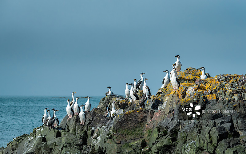 南极乔治王岛，岩石上站立着一群蓝眼鸬鹚图片素材