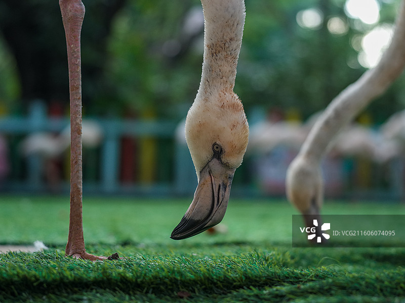 火烈鸟颈部与腿部细节图片素材