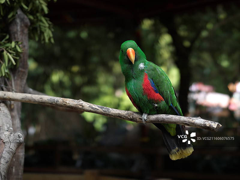 树枝上的绿鹦鹉图片素材