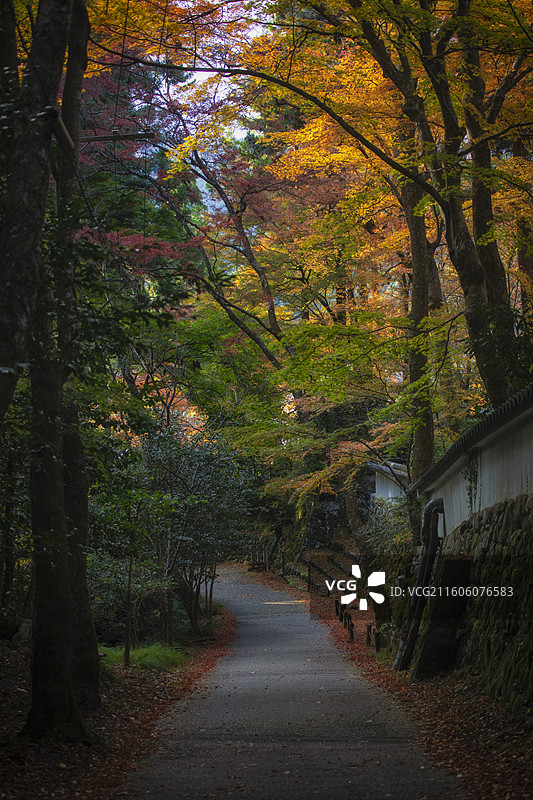 日本京都大原来迎院的秋季风光图片素材