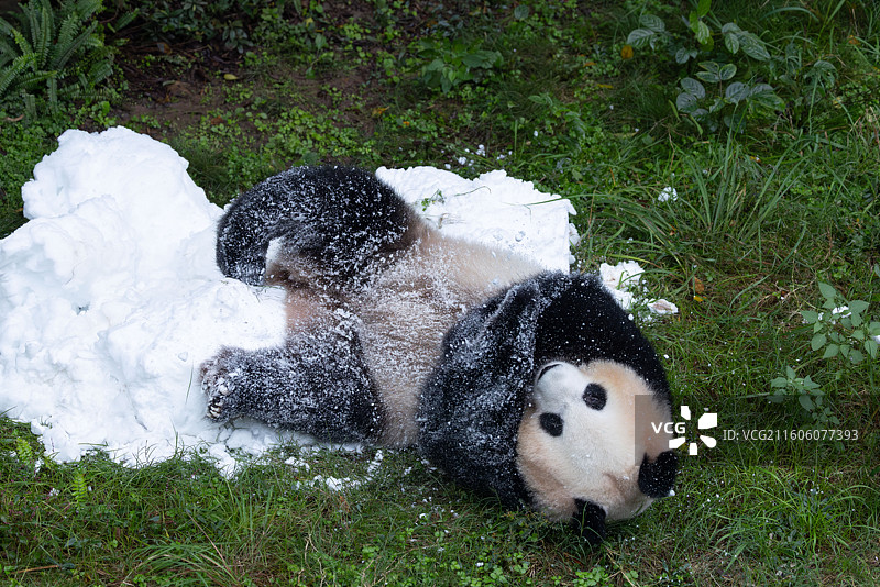 熊猫大熊猫幼崽重庆动物园图片素材