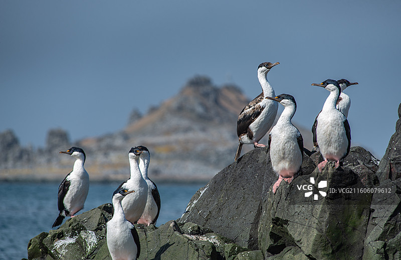 南极乔治王岛，岩石上站立着一群蓝眼鸬鹚图片素材