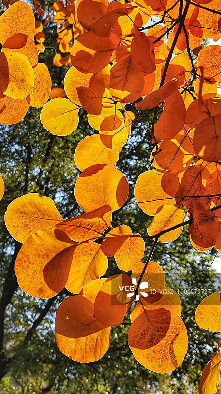 金秋黄栌，红叶，25年深秋摄于北京酒仙桥。图片素材