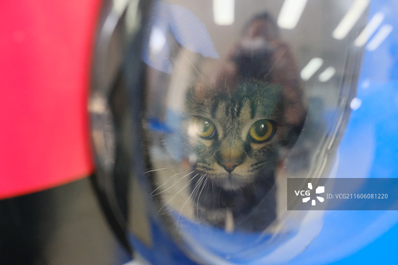 注视凝视休息站起来趴着坐着玩耍的宠物狸花猫图片素材