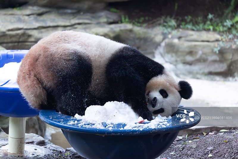 大熊猫熊猫幼崽重庆动物园图片素材