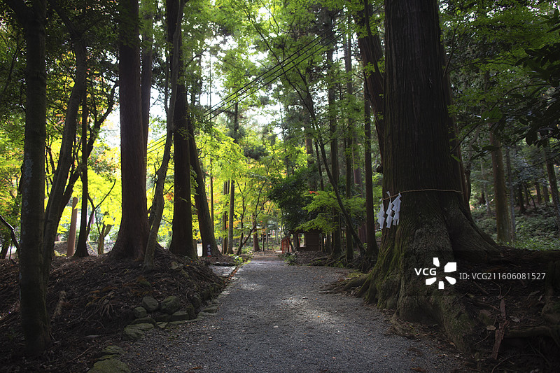 日本滋贺县日吉大社的秋季风光图片素材