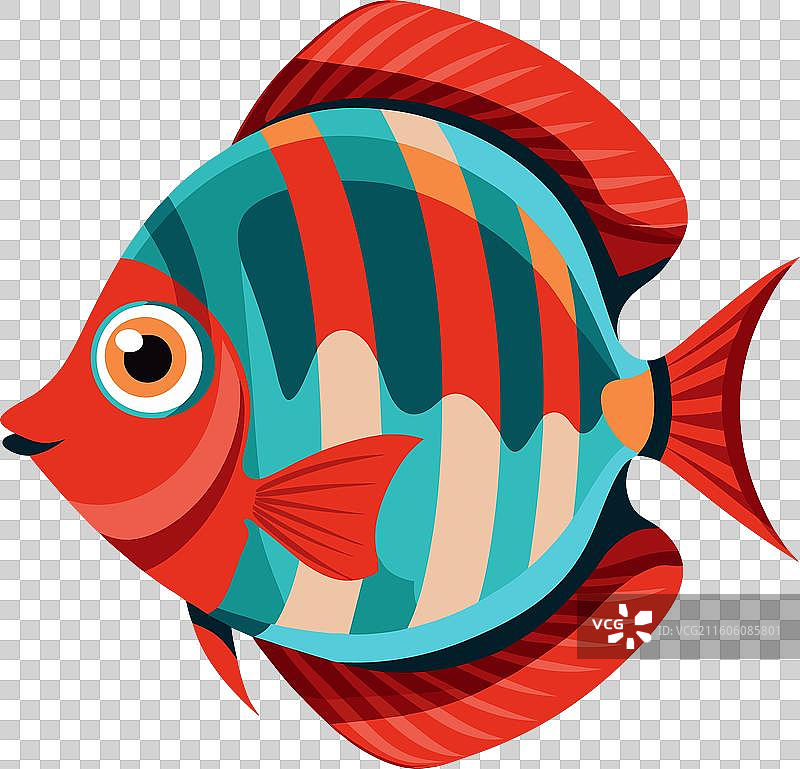 可爱的七彩神仙鱼图片素材