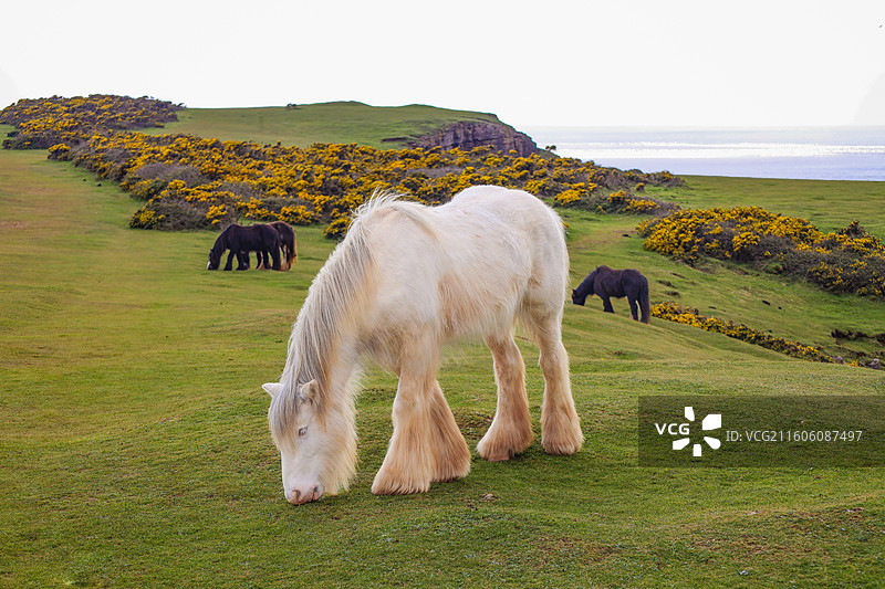 英国威尔士斯旺西海边悬崖上的矮脚马图片素材