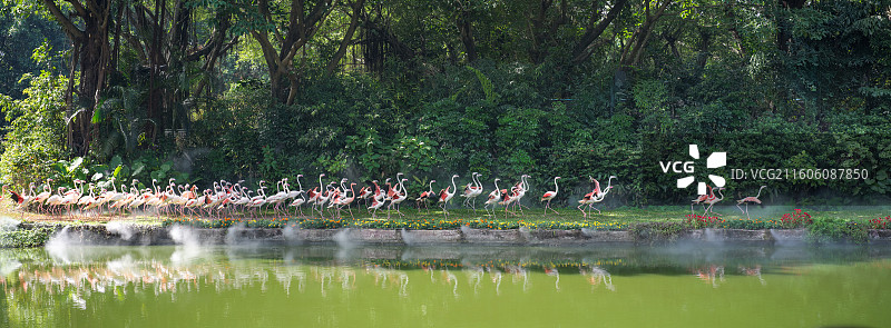林间水域边缘的火烈鸟群图片素材