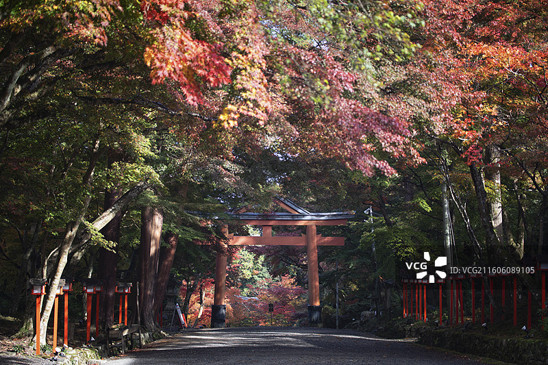日本滋贺县日吉大社的秋季风光图片素材