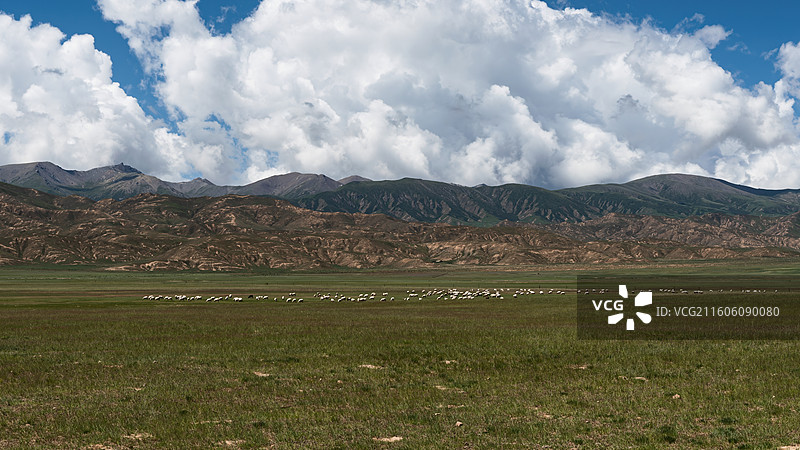 青海海西巴音河牧区草原羊群自然景观图片素材