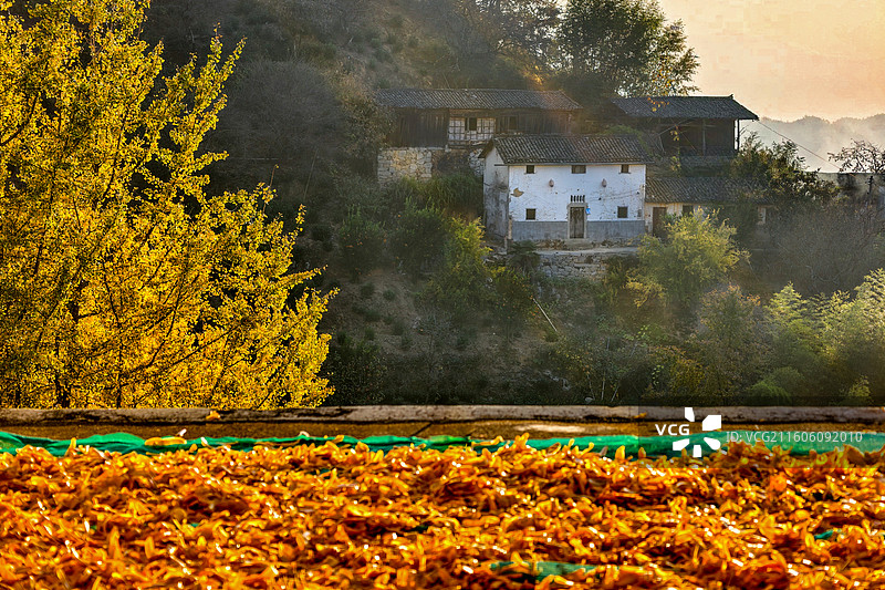 秋山人家·银杏叶黄与金柿晒秋季 ——安徽省黄山市歙县·姬公尖图片素材