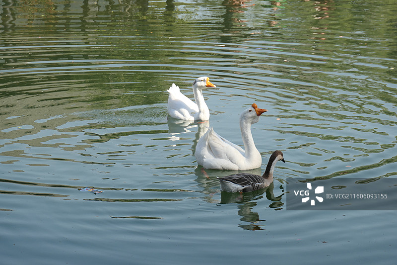 大鹅，鹅，鸭子，家禽，天鹅，大白鹅图片素材