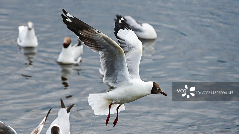 花湖飞鸟图片素材